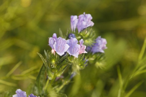 Common viper's bugloss (Echium vulgare), close-up of flowers from the front, North