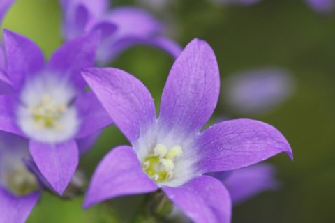 Bellflower (Campanula), North Rhine-Westphalia, Germany, Europe