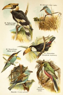 Hornbill (Bucerotidae), common kingfisher (Alcedo atthis), toco toucan (Ramphastos toco), bee-eater