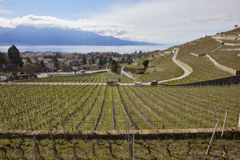 Vineyard terraces in the UNESCO World Heritage Lavaux vineyard terraces with views of Lake Geneva,