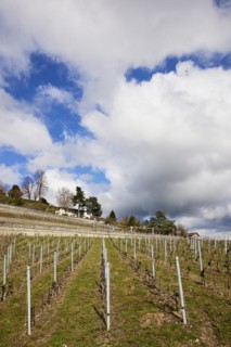 Mighty white spring clouds drift across a vineyard in the UNESCO World Heritage Lavaux Vineyard