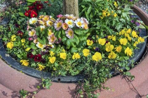 Spring awakening, primroses (Primula), and pansies from the genus of violet (Viola), in a clay
