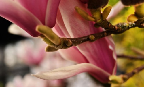 Iserlohn. Thanks to the climate change, early spring has come earlier than usual. The flowering