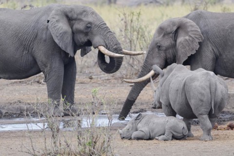African bush elephants (Loxodonta africana), adult males drinking at waterhole, with Southern white