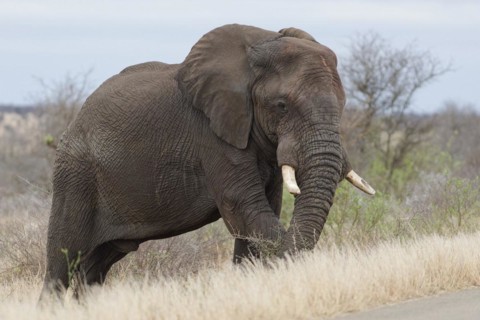 African bush elephant (Loxodonta africana), adult male standing next to the tarred road, feeding on