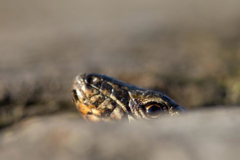 Common wall lizard (Podarcis muralis), adult male, looking out of its hiding place, in an old