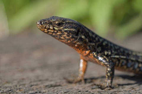 Common wall lizard (Podarcis muralis), adult male, in mating dress, sitting on a rail, in an old
