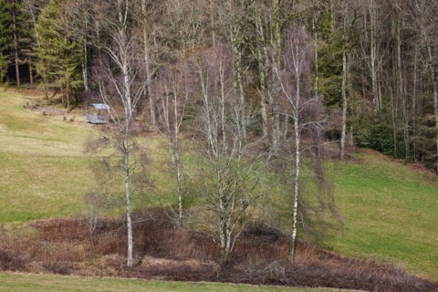 Group of bare birch trees (Betula) in winter in front of conifers in the Black Forest near