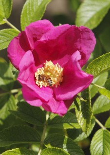 European honey bee (Apis mellifera) on rugosa rose (Rosa Rugosa), North Rhine-Westphalia, Germany,