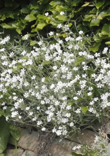 Field chickweed (Cerastium arvense), in flower, North Rhine-Westphalia, Germany, Europe