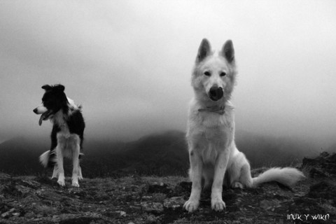 Two dogs in a foggy mountain landscape captured in black and white, Amazing Dogs in the Nature