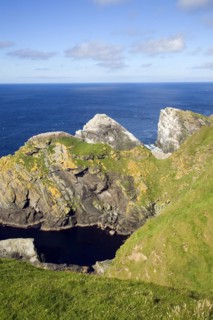 Northern Gannet bird colony, Morus bassanus, The Greing stacks, Hermaness, Unst, Shetland Islands,