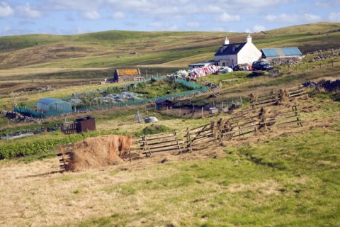 Croft house garden, Sandness, Mainland, Shetland Islands, Scotland, United Kingdom, Europe