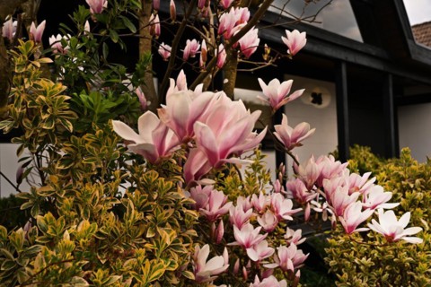 Iserlohn. Thanks to the climate change, early spring has come earlier than usual. The flowering