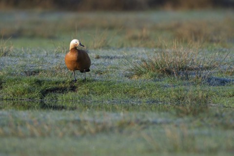 Ruddy shelduck (Tadorna ferruginea), male, in a meadow, Dingdener Heide nature reserve, North