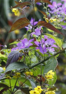 Bellflower (Campanula), North Rhine-Westphalia, Germany, Europe