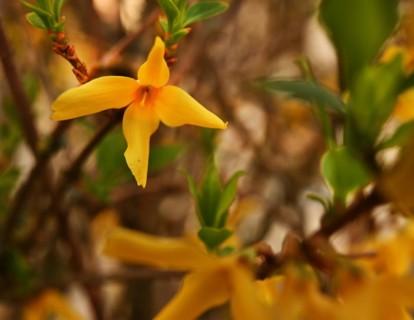 Iserlohn. Thanks to the climate change, early spring has come earlier than usual. The flowering