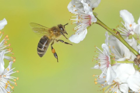 European honey bee (Apis mellifera) bee in flight at the blossom of the heckendorn, blackthorn