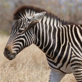 Burchell's zebra (Equus quagga burchellii), zebra foal standing in dry grass, with red-billed