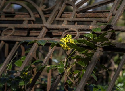 Rusty grave fences, Kirchof 1 of the Evangelische Georgen-Parochialgemeinde, Greisfswalder Strasse,