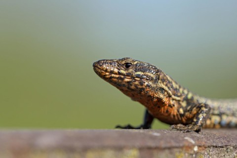 Common wall lizard (Podarcis muralis), adult male, in mating dress, sitting on a rail, in an old
