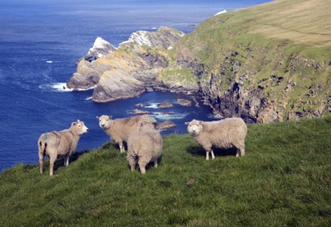 Cliffs coastal scenery, Hermaness, Unst, Shetland islands, Scotland, United Kingdom, Europe