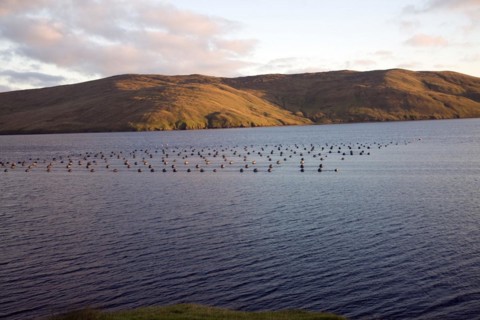 Fish farm Olna Firth at dusk, Mainland, Shetland Islands, Scotland, United Kingdom, Europe