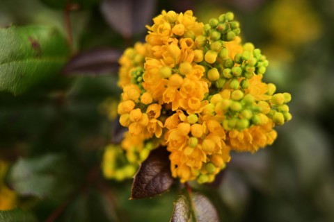 Iserlohn. Thanks to the climate change, early spring has come earlier than usual. The flowering