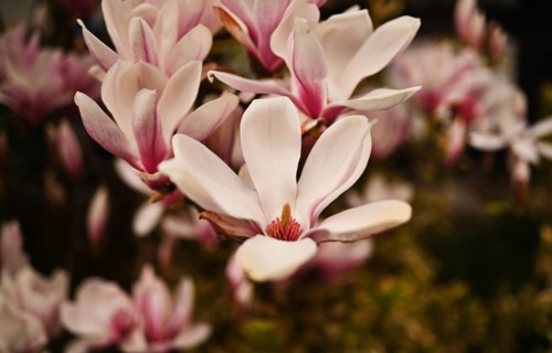Iserlohn. Thanks to the climate change, early spring has come earlier than usual. The flowering