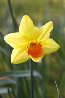 Yellow-orange daffodil (Narcissus), North Rhine-Westphalia, Germany, Europe