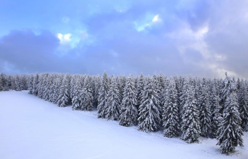 Aerial view of the wintery snow-covered forest with conifers in the Harz Mountains, Torfhaus,