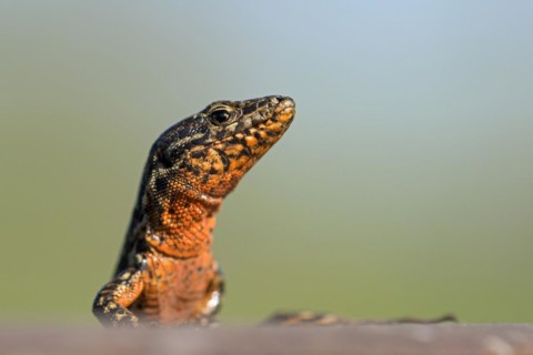 Common wall lizard (Podarcis muralis), adult male, in mating dress, sitting on a rail, in an old
