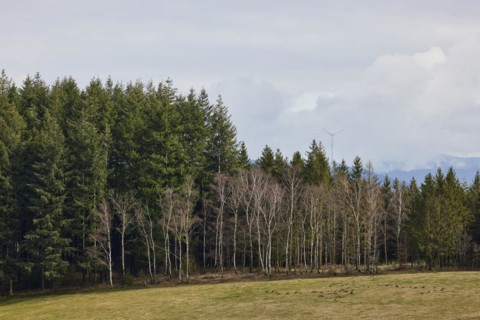 Winter forest edge with bare, white birch trees (Betula) in front of evergreen conifers in the