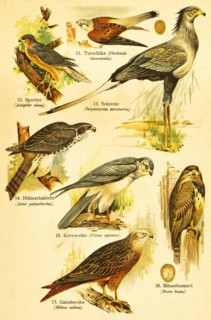 Kestrel (Cerchneis tinnuncula), eurasian sparrowhawk (Accipiter nisus), secretary bird