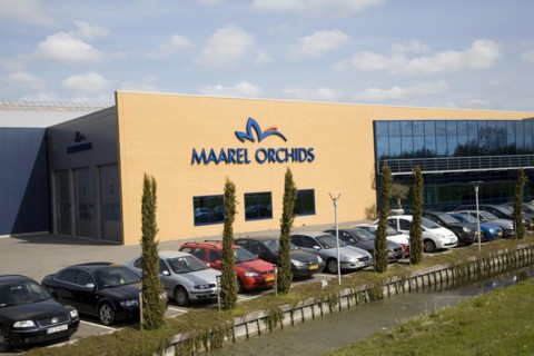 Maarel Orchids, Maasdijk, De Lier, Netherlands
