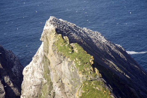 Northern Gannet bird colony, Morus bassanus, The Greing stacks, Hermaness, Unst, Shetland Islands,