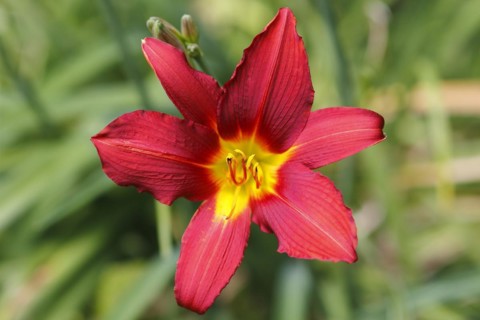 Red daylily (Hemerocallis), North Rhine-Westphalia, Germany, Europe