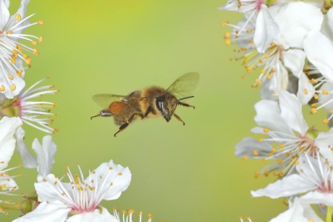 European honey bee (Apis mellifera) bee in flight at the blossom of the heckendorn, blackthorn