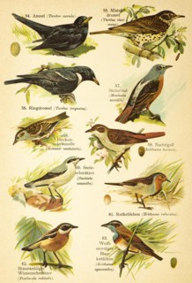 Blackbird (Turdus merula), Mistle Thrush (Turdus viscivorus), Ring Ouzel (Turdus torquatus), common