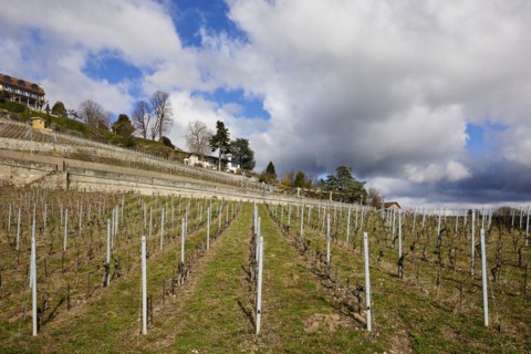 Mighty white spring clouds drift across a vineyard in the UNESCO World Heritage Lavaux Vineyard