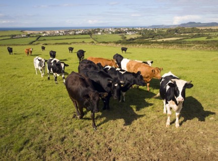 Cattle in field near village of Trefin, Pembrokeshire, Wales, United Kingdom, Europe