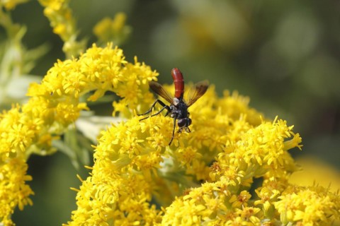 Bicoloured caterpillar fly (Cylindromyia bicolor), on goldenrod (Solidago), North Rhine-Westphalia,