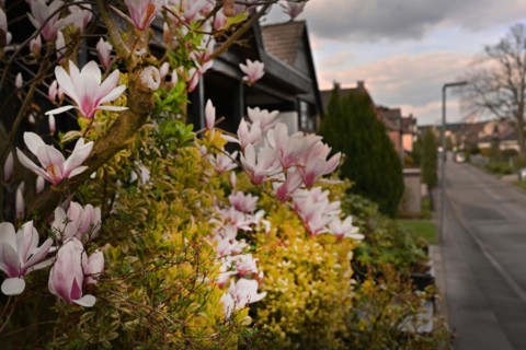 Iserlohn. Thanks to the climate change, early spring has come earlier than usual. The flowering