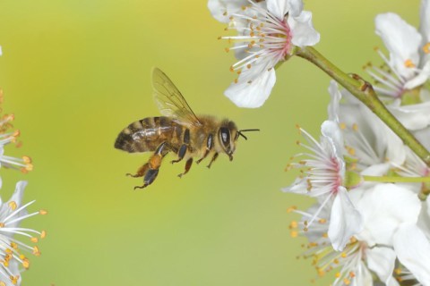 European honey bee (Apis mellifera) bee in flight at the blossom of the heckendorn, blackthorn