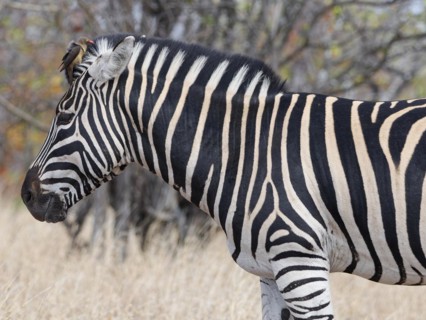 Burchell's zebra (Equus quagga burchellii), adult male standing in dry grass, with red-billed