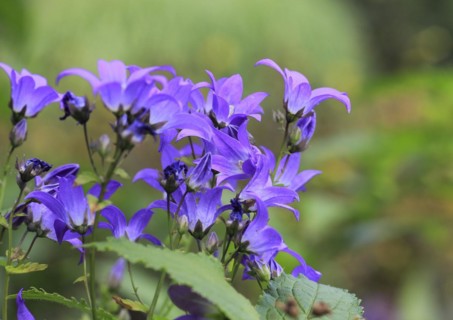 Bellflower (Campanula), North Rhine-Westphalia, Germany, Europe