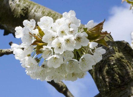 Apple tree blossom in an orchard in Werder, 22/04/2016
