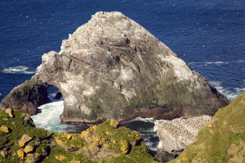 Northern Gannet bird colony, Morus bassanus, The Greing stacks, Hermaness, Unst, Shetland Islands,