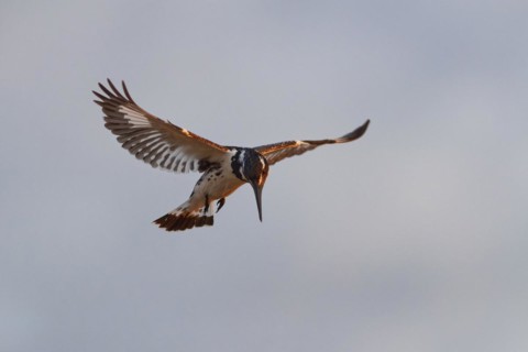 Pied kingfisher (Ceryle rudis), adult female, in hovering flight, fishing in the morning light,