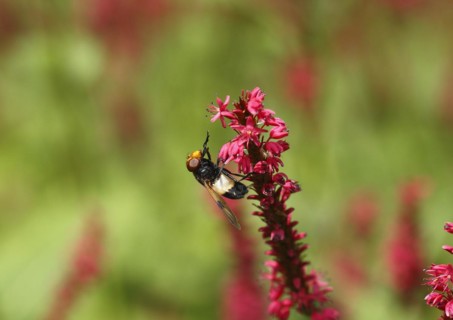 Pellucid fly (Volucella pellucens), on candle knotweed (Polygonum amplexicaule) North
